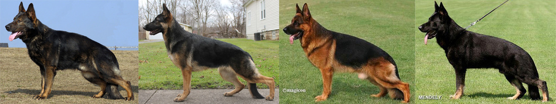 are there different german shepherd breeds