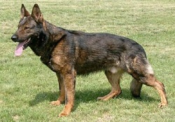 are czech german shepherds good family dogs