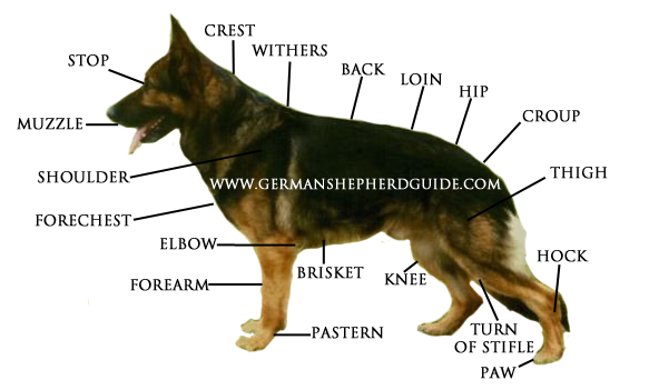 ukc german shepherd standard